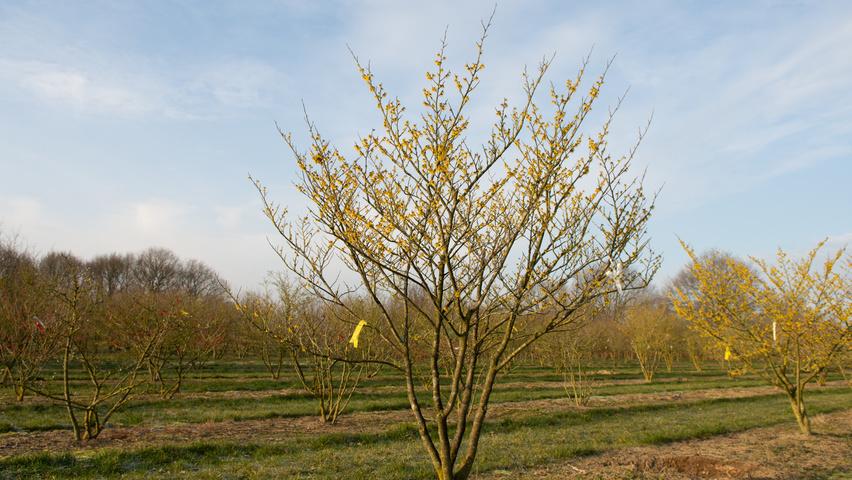 Hamamelis Intermedia 'arnold Promise' - View 10 from www redcrocus com