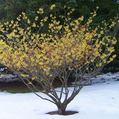 Hamamelis Intermedia 'arnold Promise' - View 12 from www redcrocus com