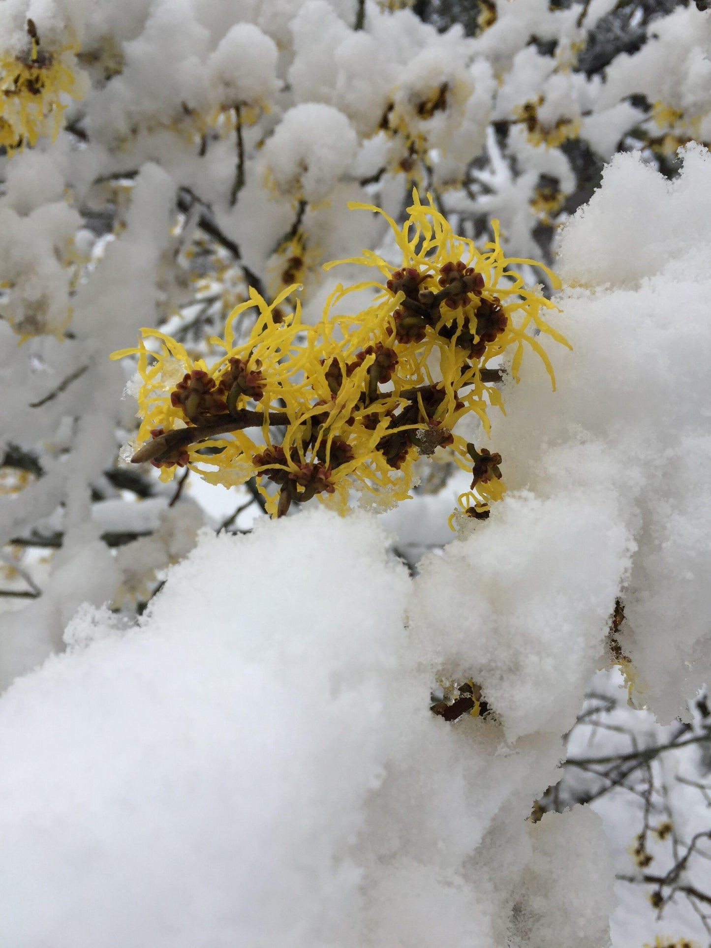 Hamamelis Intermedia 'arnold Promise' - View 13 from www redcrocus com