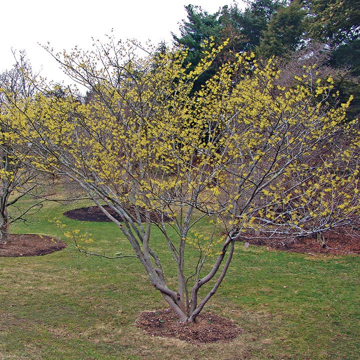 Hamamelis Intermedia 'arnold Promise' - View 14 from www redcrocus com