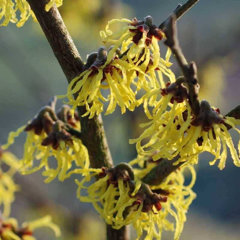 Hamamelis Intermedia 'arnold Promise' - View 15 from www redcrocus com
