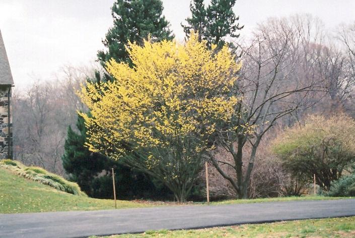 Hamamelis Intermedia 'arnold Promise' - View 16 from www redcrocus com
