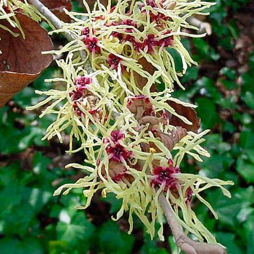 Hamamelis Intermedia 'arnold Promise' - View 19 from www redcrocus com
