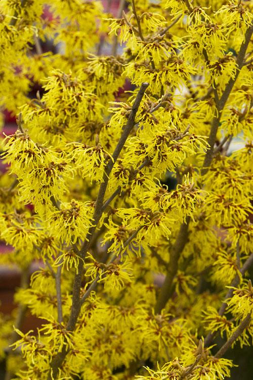 Hamamelis Intermedia 'arnold Promise' - View 20 from www redcrocus com
