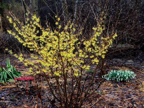 Hamamelis Intermedia 'arnold Promise' - View 21 from www redcrocus com