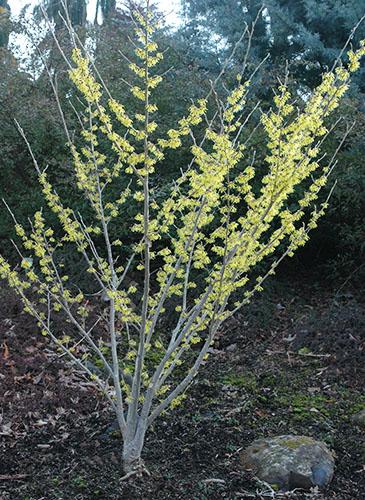 Hamamelis Intermedia 'arnold Promise' - View 22 from www redcrocus com