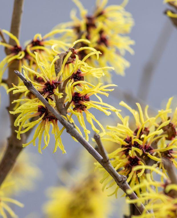 Hamamelis Intermedia 'arnold Promise' - View 24 from www redcrocus com