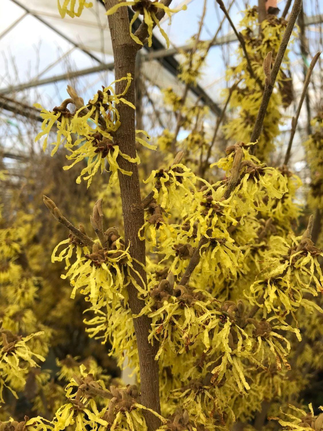 Hamamelis Intermedia 'arnold Promise' - View 25 from www redcrocus com