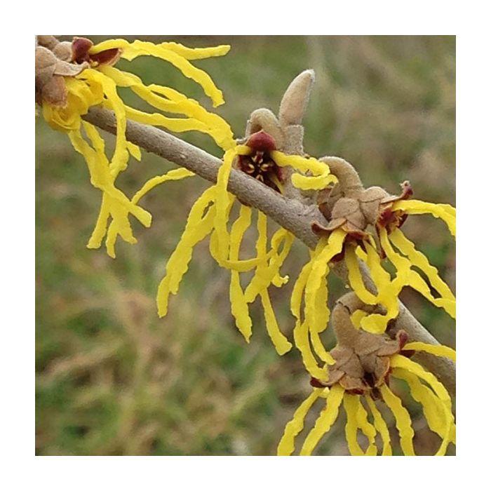 Hamamelis Intermedia 'arnold Promise' - View 27 from www redcrocus com