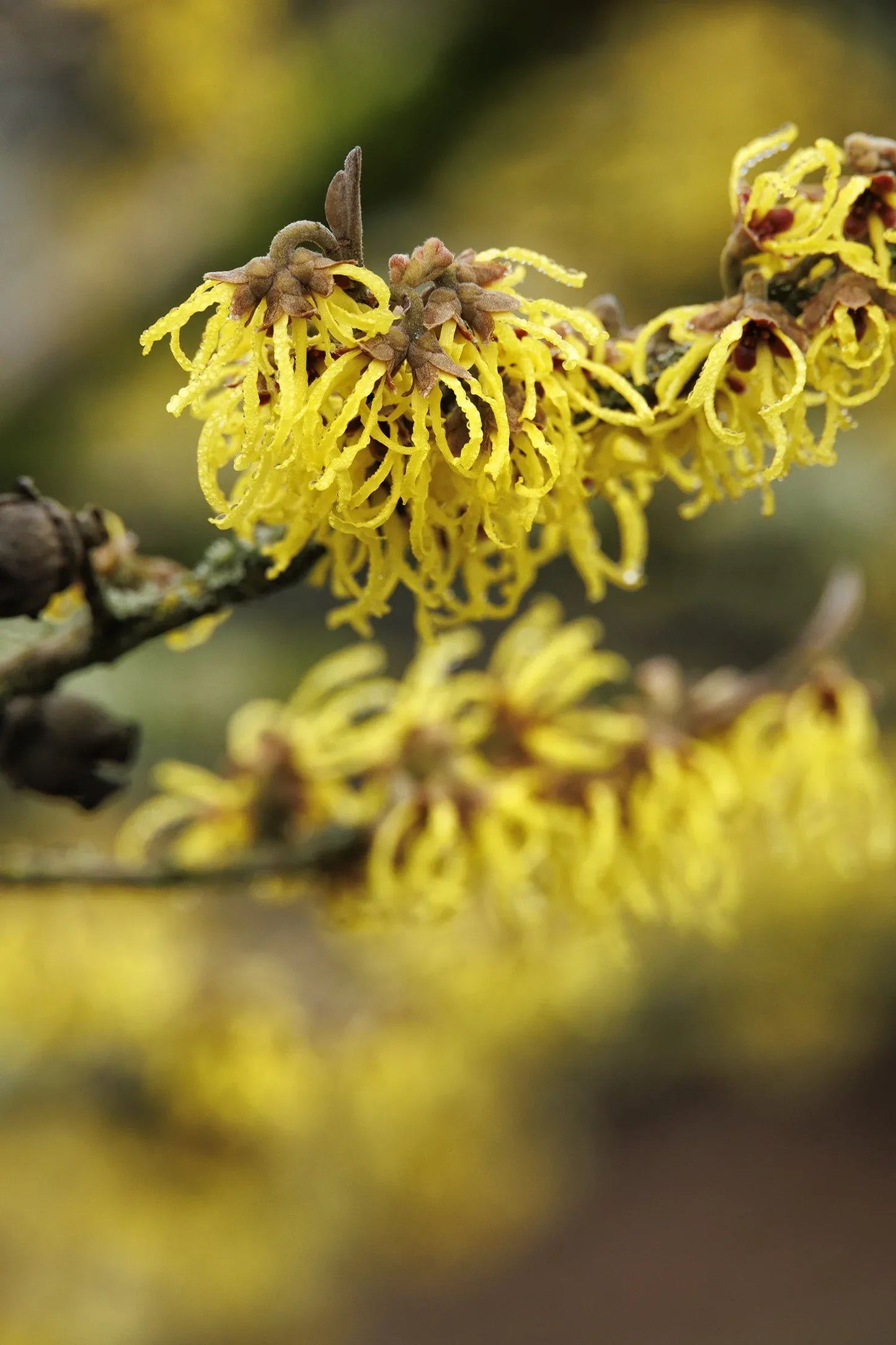 Hamamelis Intermedia 'arnold Promise' - View 29 from www redcrocus com