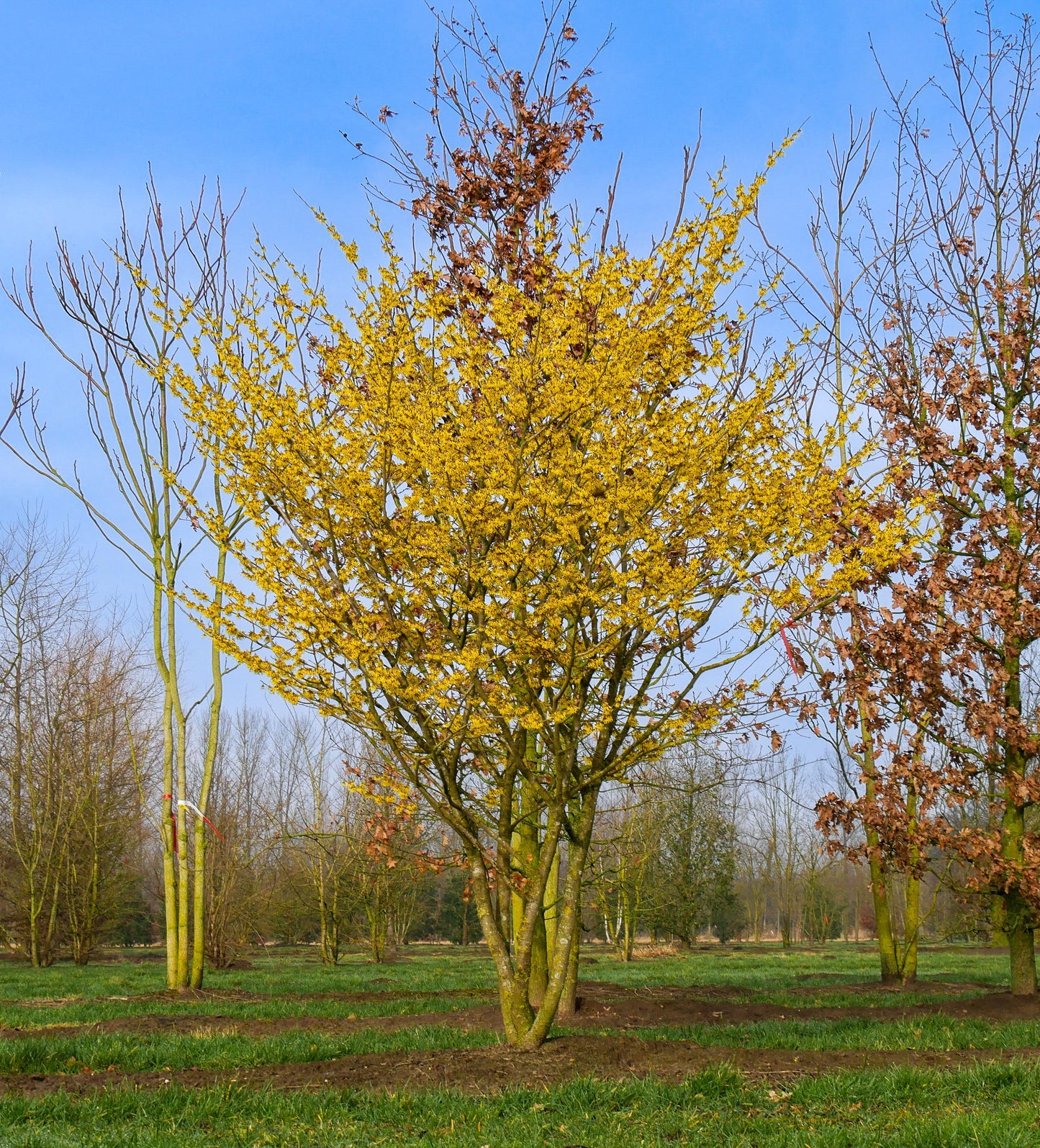 Hamamelis Intermedia 'arnold Promise' - View 2 from www redcrocus com