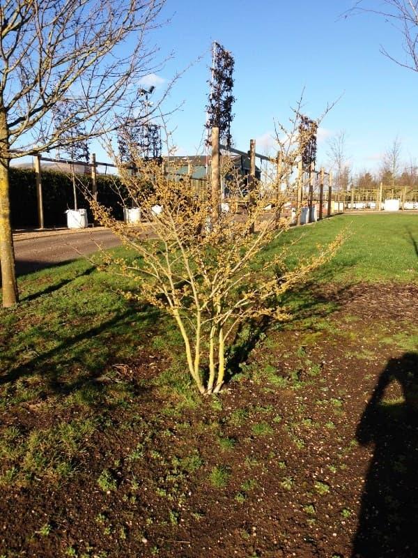 Hamamelis Intermedia 'arnold Promise' - View 30 from www redcrocus com