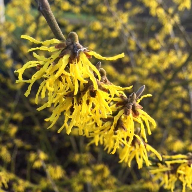 Hamamelis Intermedia 'arnold Promise' - View 33 from www redcrocus com