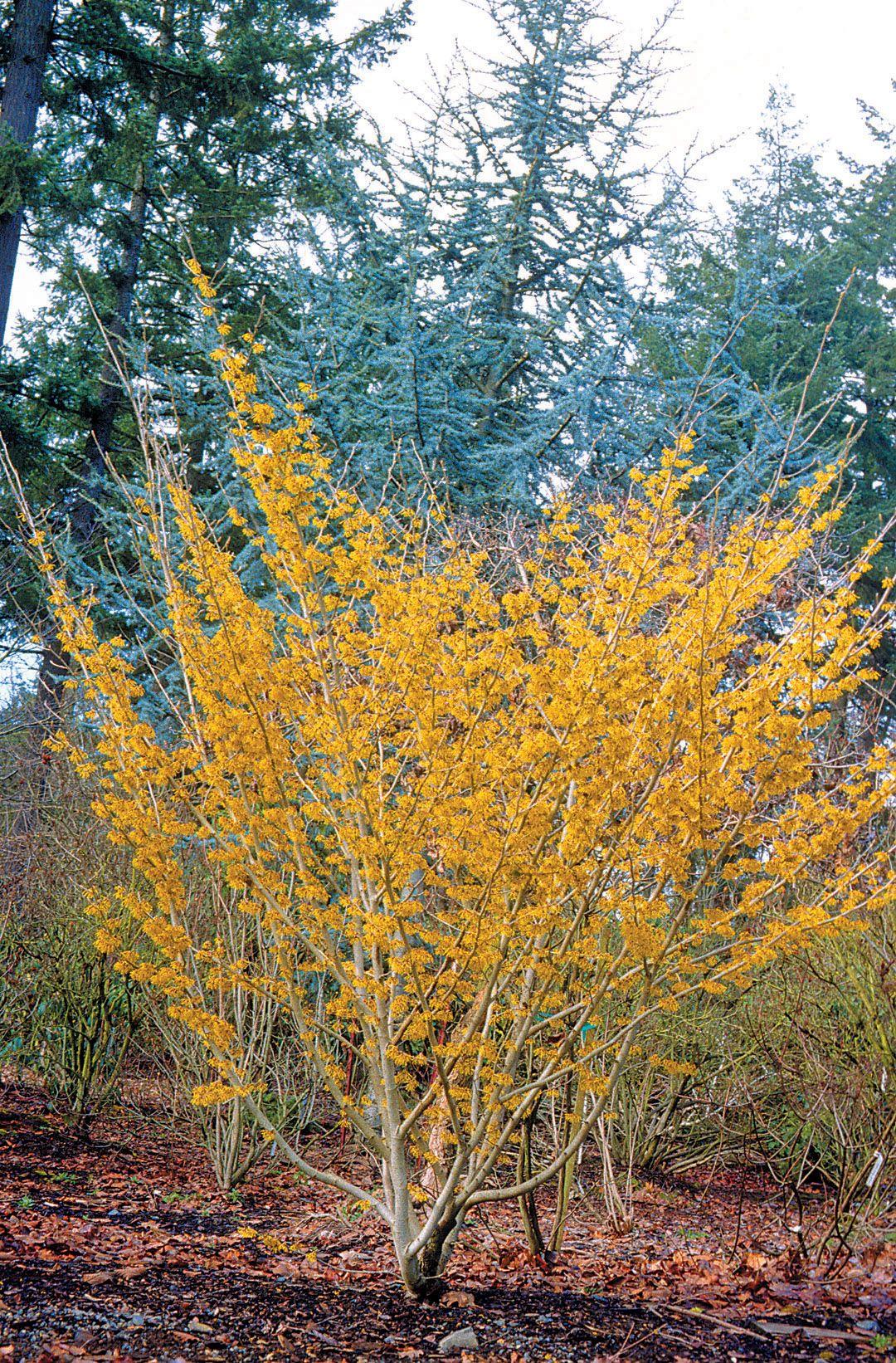 Hamamelis Intermedia 'arnold Promise' - View 3 from www redcrocus com