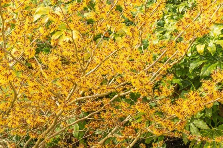 Hamamelis Intermedia 'arnold Promise' - View 5 from www redcrocus com