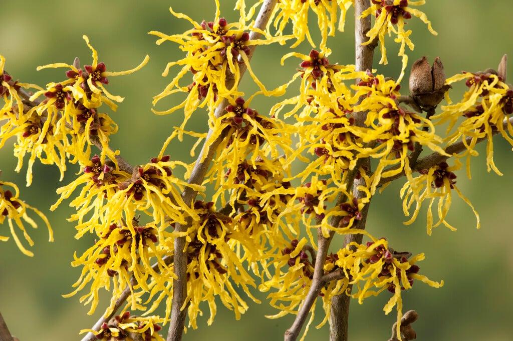 Hamamelis Intermedia 'arnold Promise' - View 8 from www redcrocus com