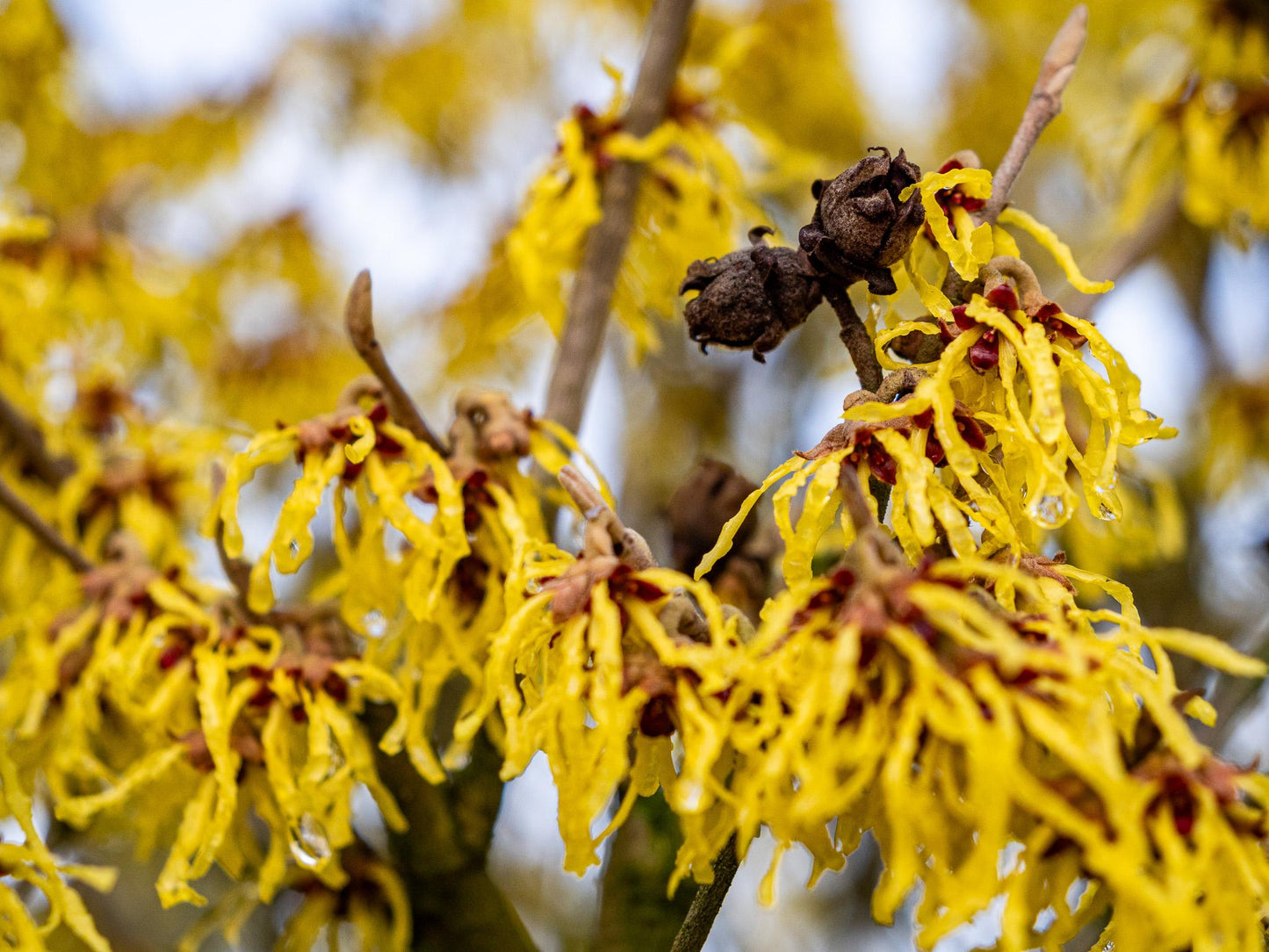 Hamamelis Intermedia 'arnold Promise' - View 9 from www redcrocus com