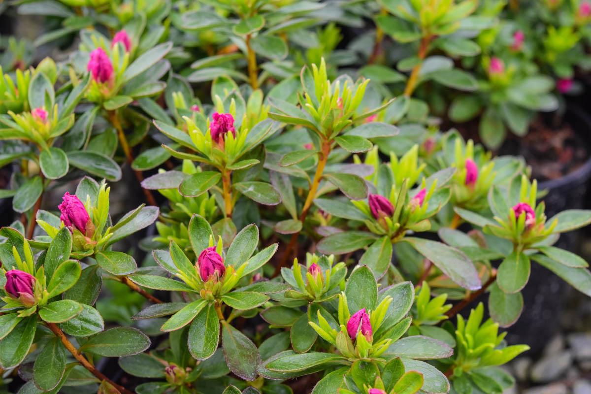 Azalea Girard S Fuchsia - View 15 from www redcrocus com