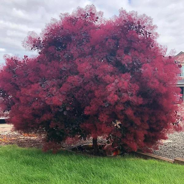 Cotinus Coggygria 'royal Purple' - View 11 from www redcrocus com