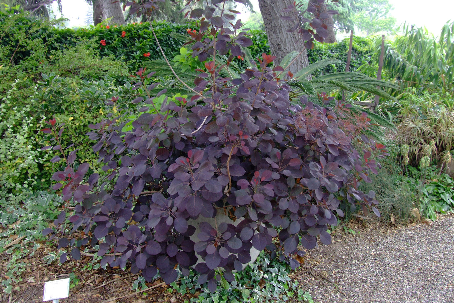 Cotinus Coggygria 'royal Purple' - View 12 from www redcrocus com