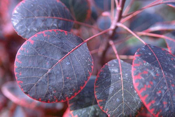 Cotinus Coggygria 'royal Purple' - View 13 from www redcrocus com