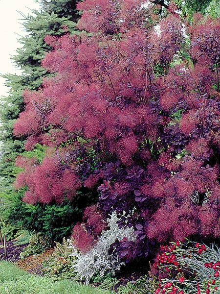 Cotinus Coggygria 'royal Purple' - View 14 from www redcrocus com