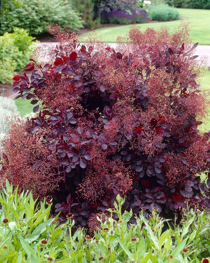 Cotinus Coggygria 'royal Purple' - View 16 from www redcrocus com