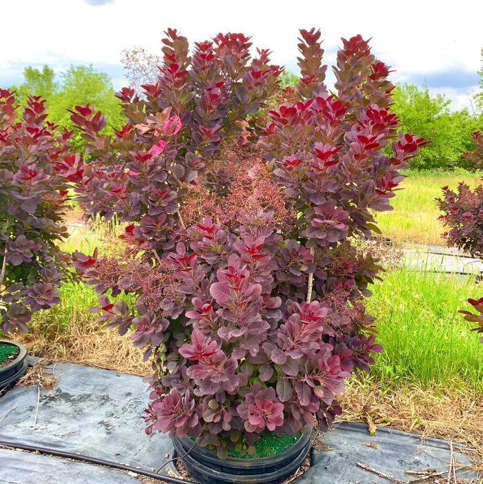 Cotinus Coggygria 'royal Purple' - View 17 from www redcrocus com