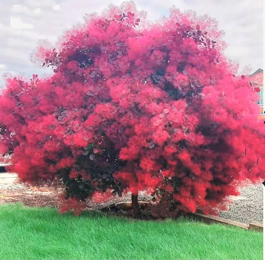 Cotinus Coggygria 'royal Purple' - View 18 from www redcrocus com