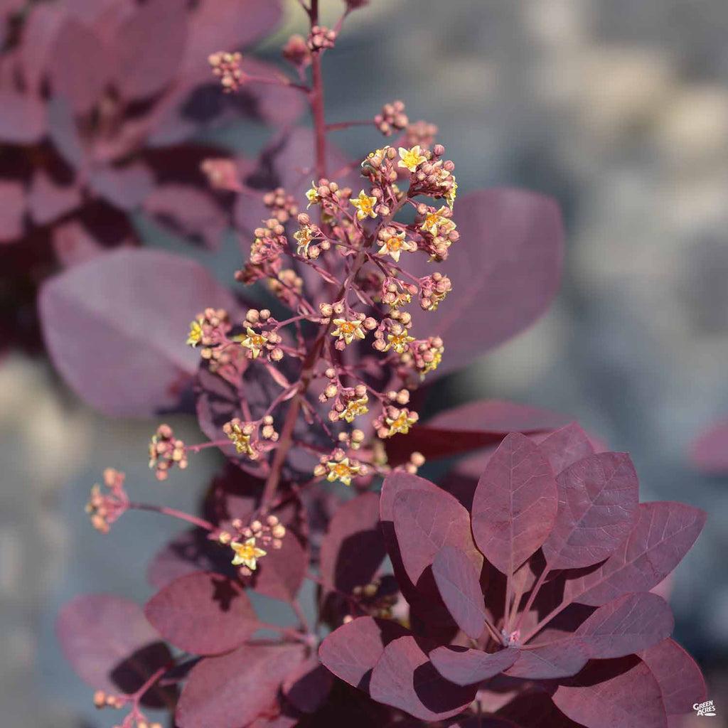 Cotinus Coggygria 'royal Purple' - View 19 from www redcrocus com
