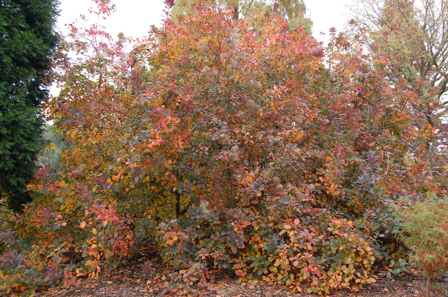 Cotinus Coggygria 'royal Purple' - View 20 from www redcrocus com