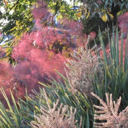 Cotinus Coggygria 'royal Purple' - View 22 from www redcrocus com