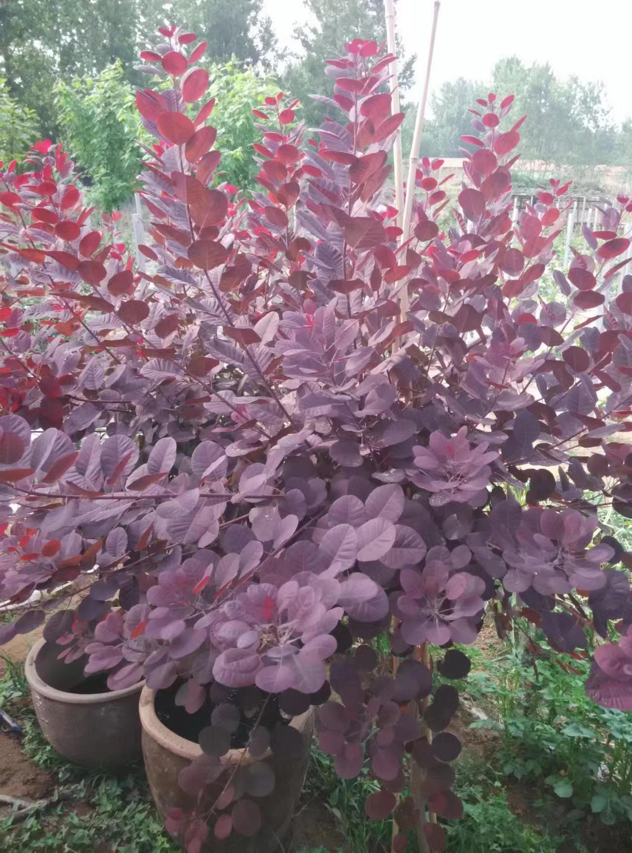 Cotinus Coggygria 'royal Purple' - View 26 from www redcrocus com