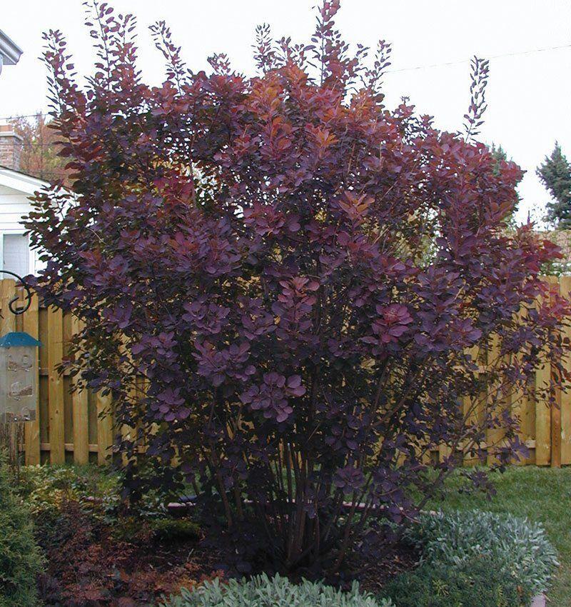 Cotinus Coggygria 'royal Purple' - View 27 from www redcrocus com