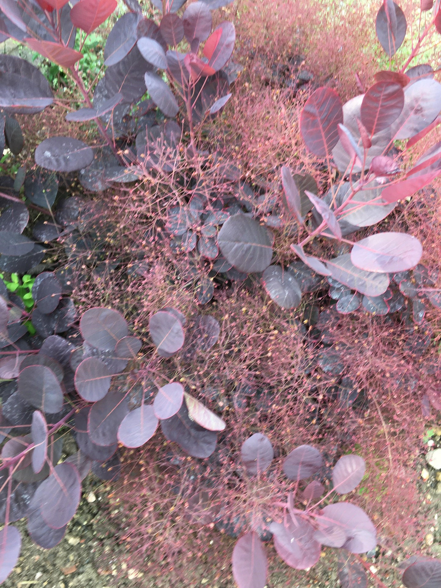 Cotinus Coggygria 'royal Purple' - View 28 from www redcrocus com