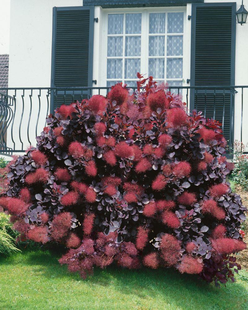 Cotinus Coggygria 'royal Purple' - View 29 from www redcrocus com