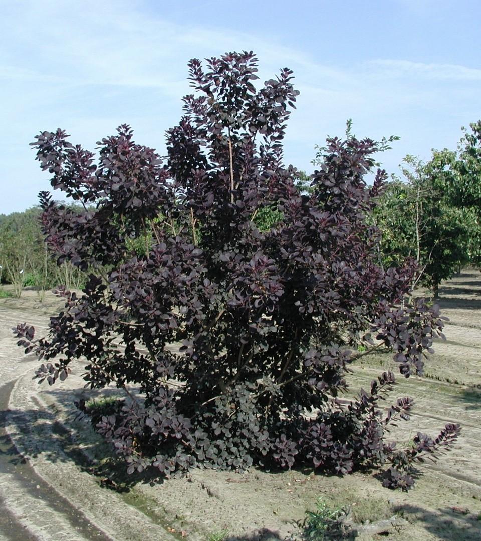 Cotinus Coggygria 'royal Purple' - View 2 from www redcrocus com