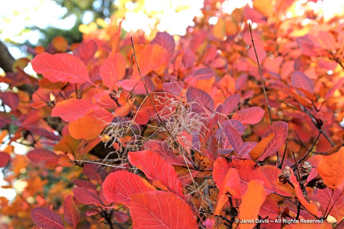 Cotinus Coggygria 'royal Purple' - View 31 from www redcrocus com