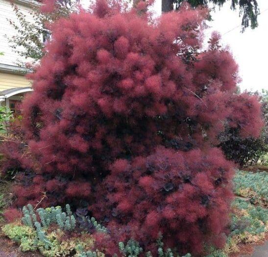 Cotinus Coggygria 'royal Purple' - View 33 from www redcrocus com