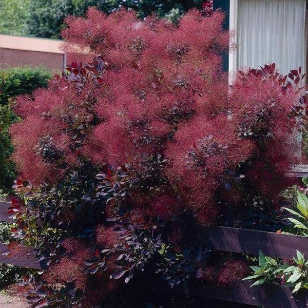 Cotinus Coggygria 'royal Purple' - View 34 from www redcrocus com