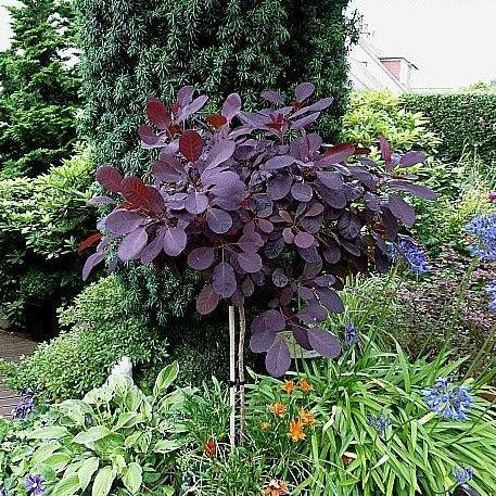 Cotinus Coggygria 'royal Purple' - View 35 from www redcrocus com