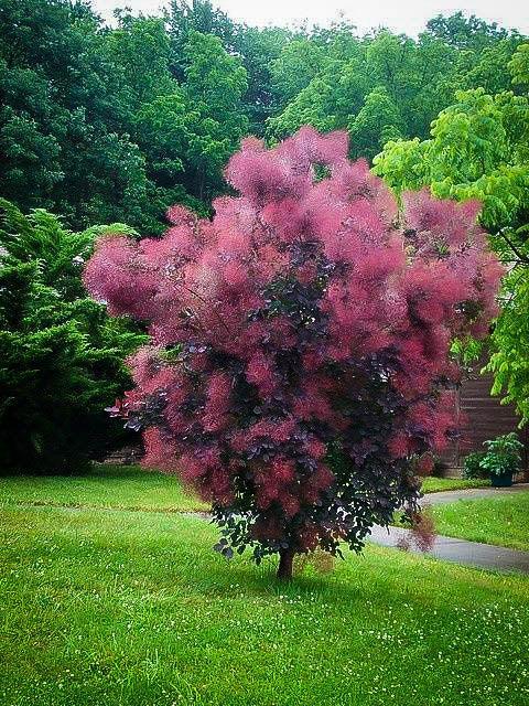 Cotinus Coggygria 'royal Purple' - View 36 from www redcrocus com