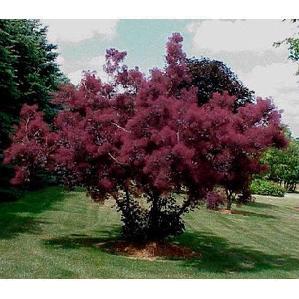 Cotinus Coggygria 'royal Purple' - View 38 from www redcrocus com
