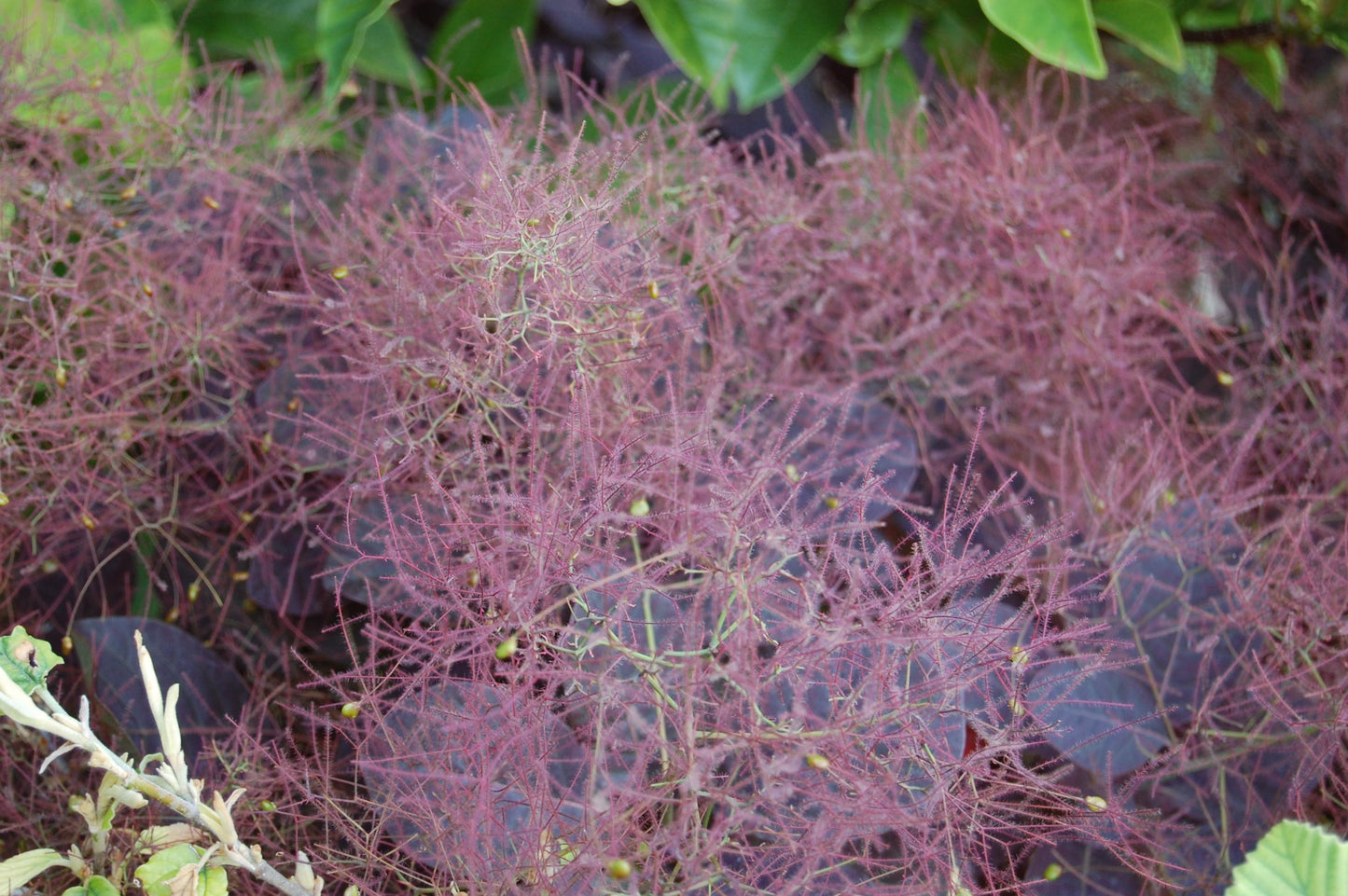 Cotinus Coggygria 'royal Purple' - View 3 from www redcrocus com