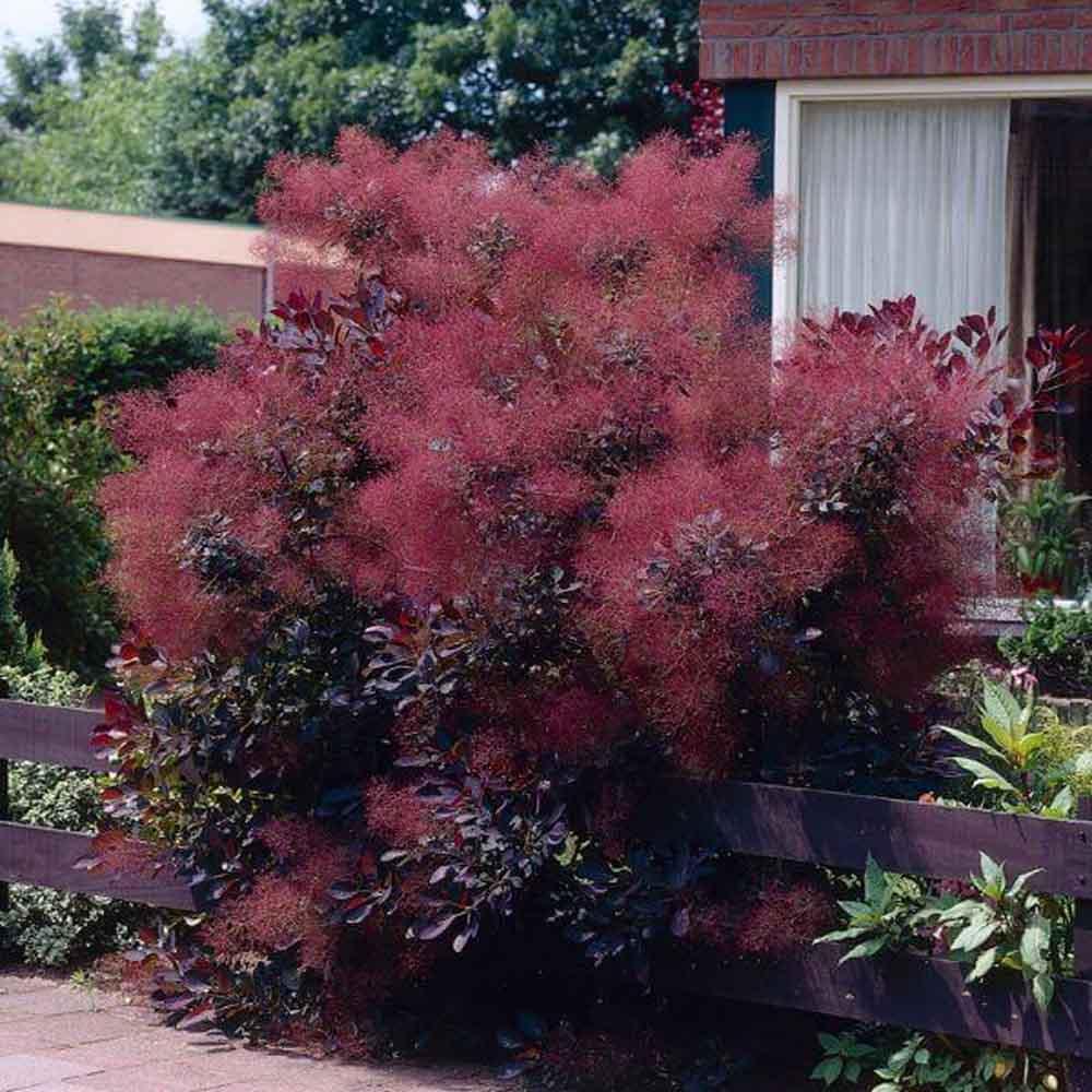 Cotinus Coggygria 'royal Purple' - View 4 from www redcrocus com