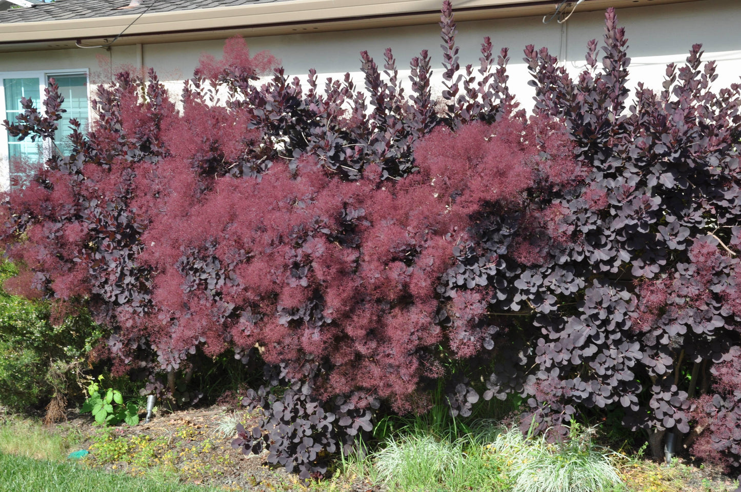 Cotinus Coggygria 'royal Purple' - View 6 from www redcrocus com