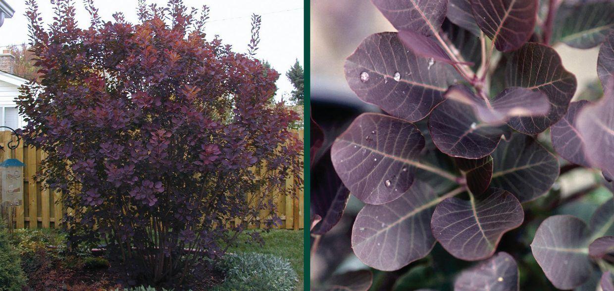 Cotinus Coggygria 'royal Purple' - View 7 from www redcrocus com