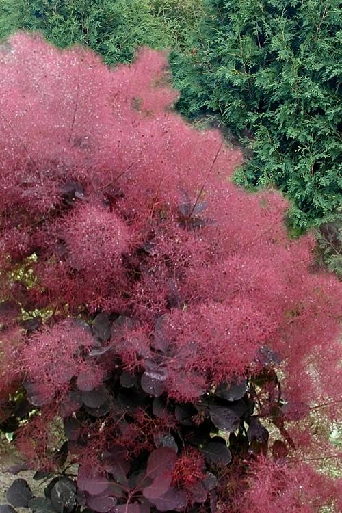 Cotinus Coggygria 'royal Purple' - View 8 from www redcrocus com