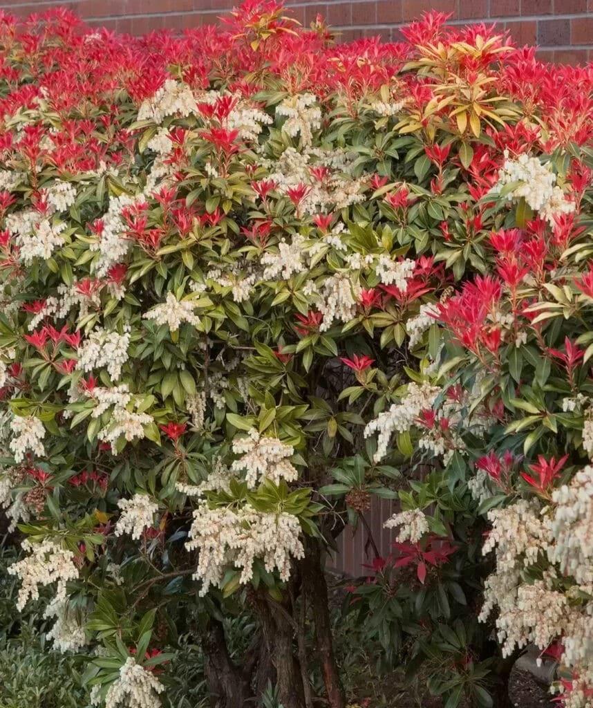 Pieris Japonica Mountain Fire - View 10 from www redcrocus com