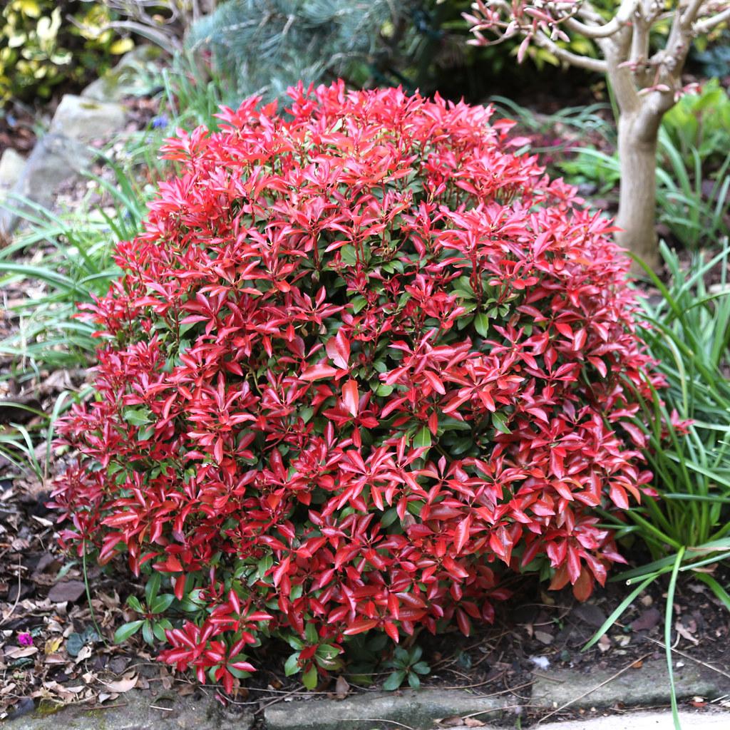Pieris Japonica Mountain Fire - View 11 from www redcrocus com